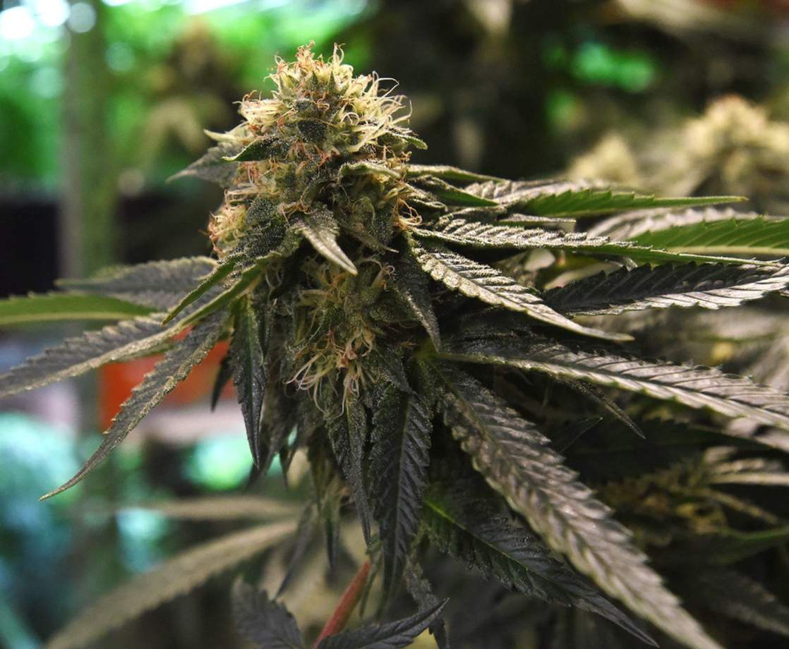 New Hampshire’s Fighting Chance at Legal Marijuana