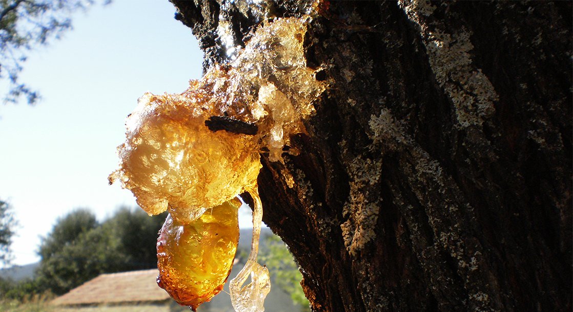 Resin vs. Live Resin vs. Rosin: What’s the Difference?