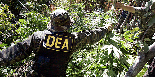 Petition Aims to Fire DEA Head Following Disparaging Comments About Medical Marijuana
