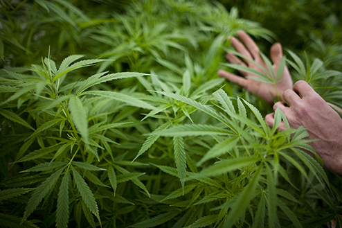 Germany To Create Cannabis Agency