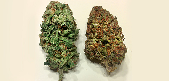 Indica and Sativa: Mislabeling of Strains