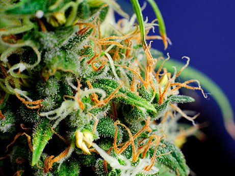 Debunking Cannabis Myths Pt. II