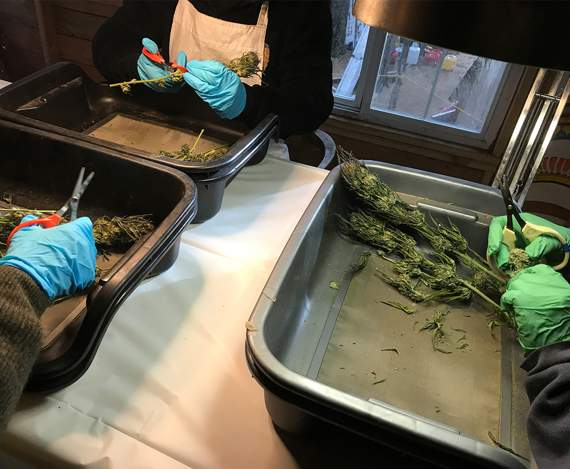 The Life of “Trimmigrants” During Harvest Season in the Emerald Triangle (Part II)