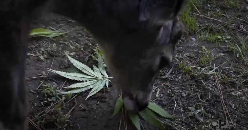 Watch this Cannabis-eating Deer