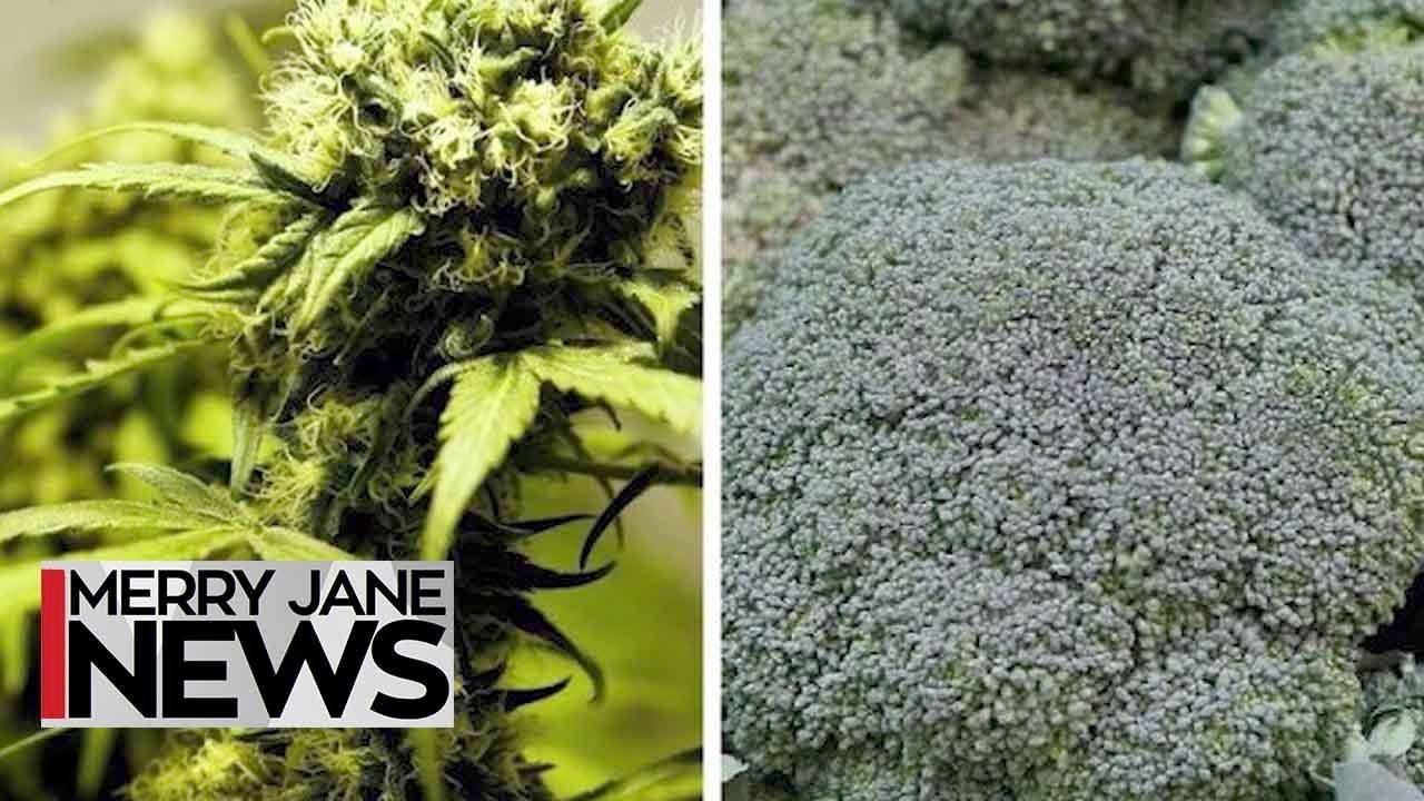 Smoke Your Greens: How Weed Dealers Duped Customers Into Buying Broccoli