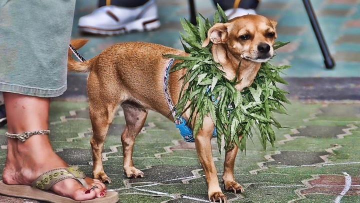 Pot for Pets: How Cannabis Is Safely Helping Your Favorite Creatures | MERRY JANE News