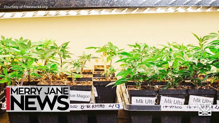 How To Find The Perfect Weed Strain For You