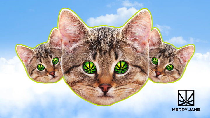 Kitties & Kush: MERRY JANE Gets Frisky at CatCon