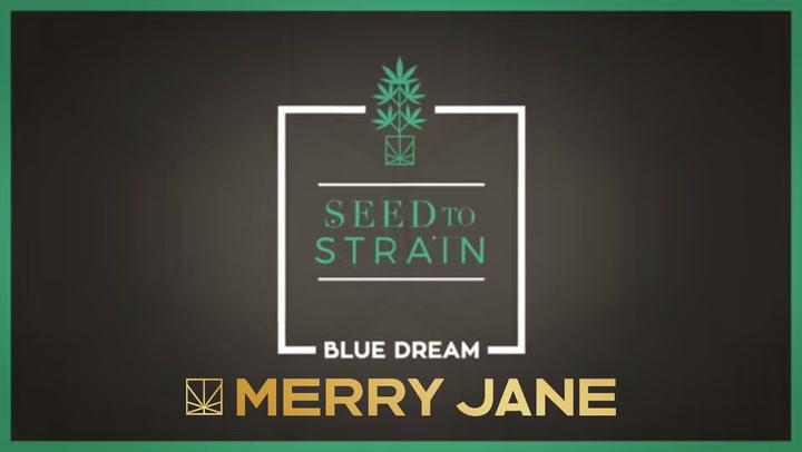 Seed to Strain: Blue Dream