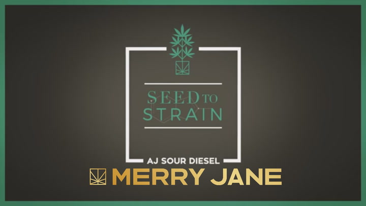 Seed to Strain: AJ Sour Diesel