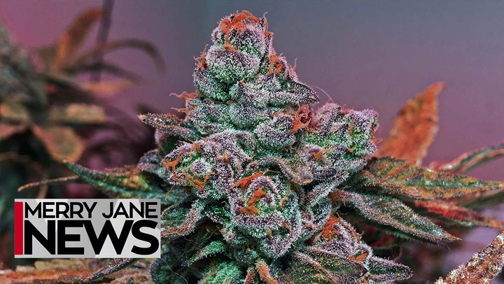5 Predictions for the Future of Weed | MERRY JANE News